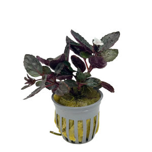 Potted Purple Waffle (Red Krinkle) (Hemigraphis exotica)