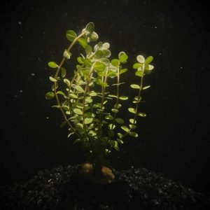 Potted Rotala Red (Rotala indica)