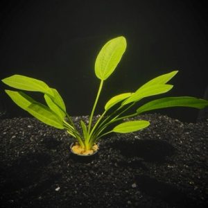 Potted Radican Sword (Echinodorus cordifolius)
