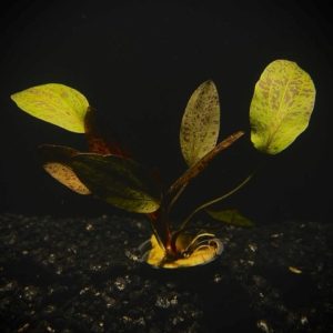 Potted Red Flame Sword (Echinodorus sp Red Flame)