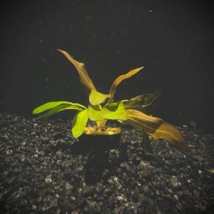 Potted Red Rubin Sword (Echinodorus sp Red Rubin)