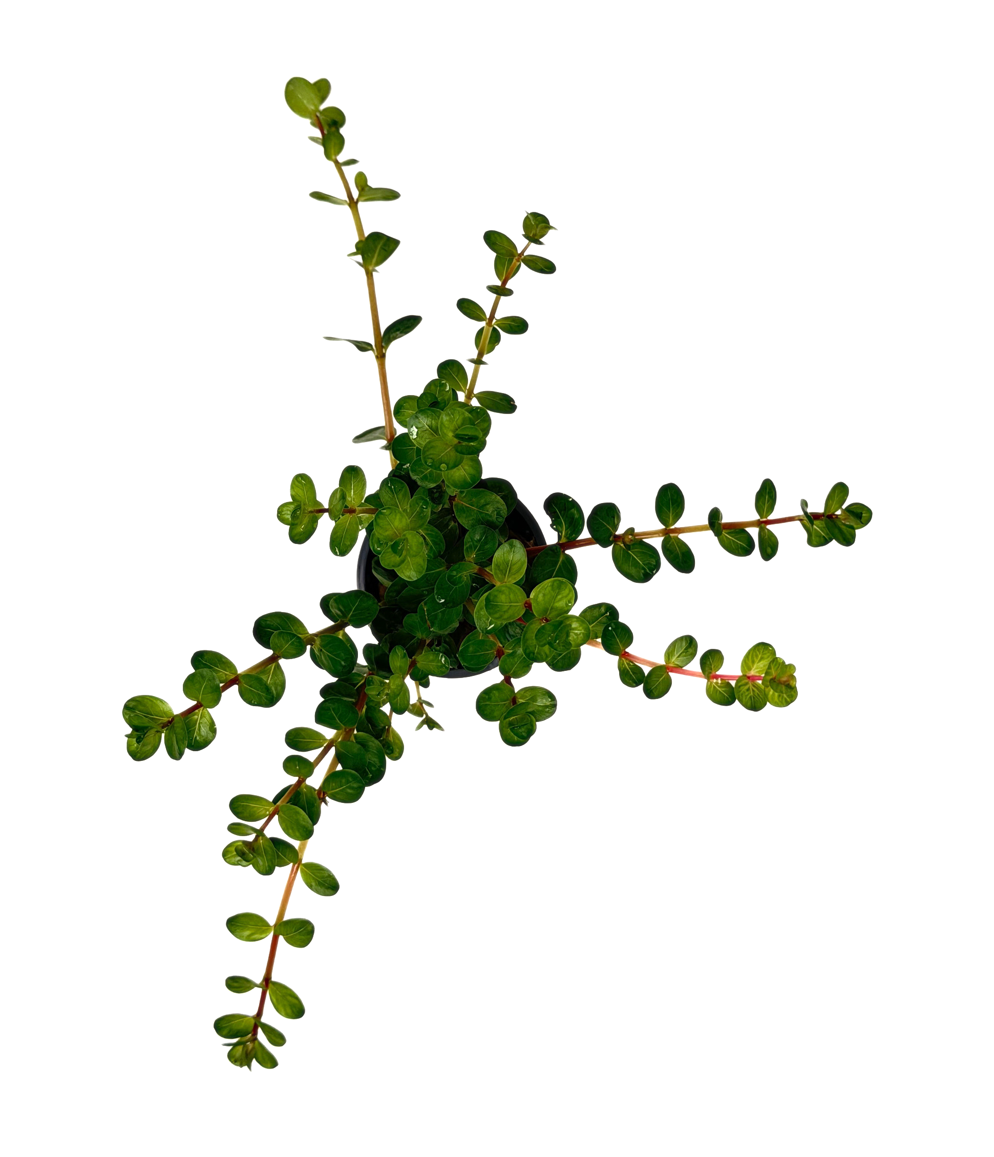 Potted Rotala Red (Rotala indica) - Image 2