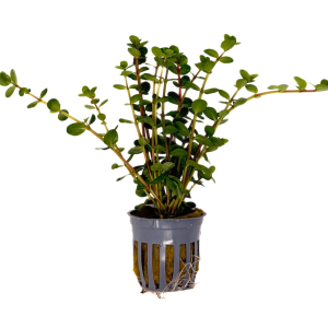 Potted Rotala Red (Rotala indica)