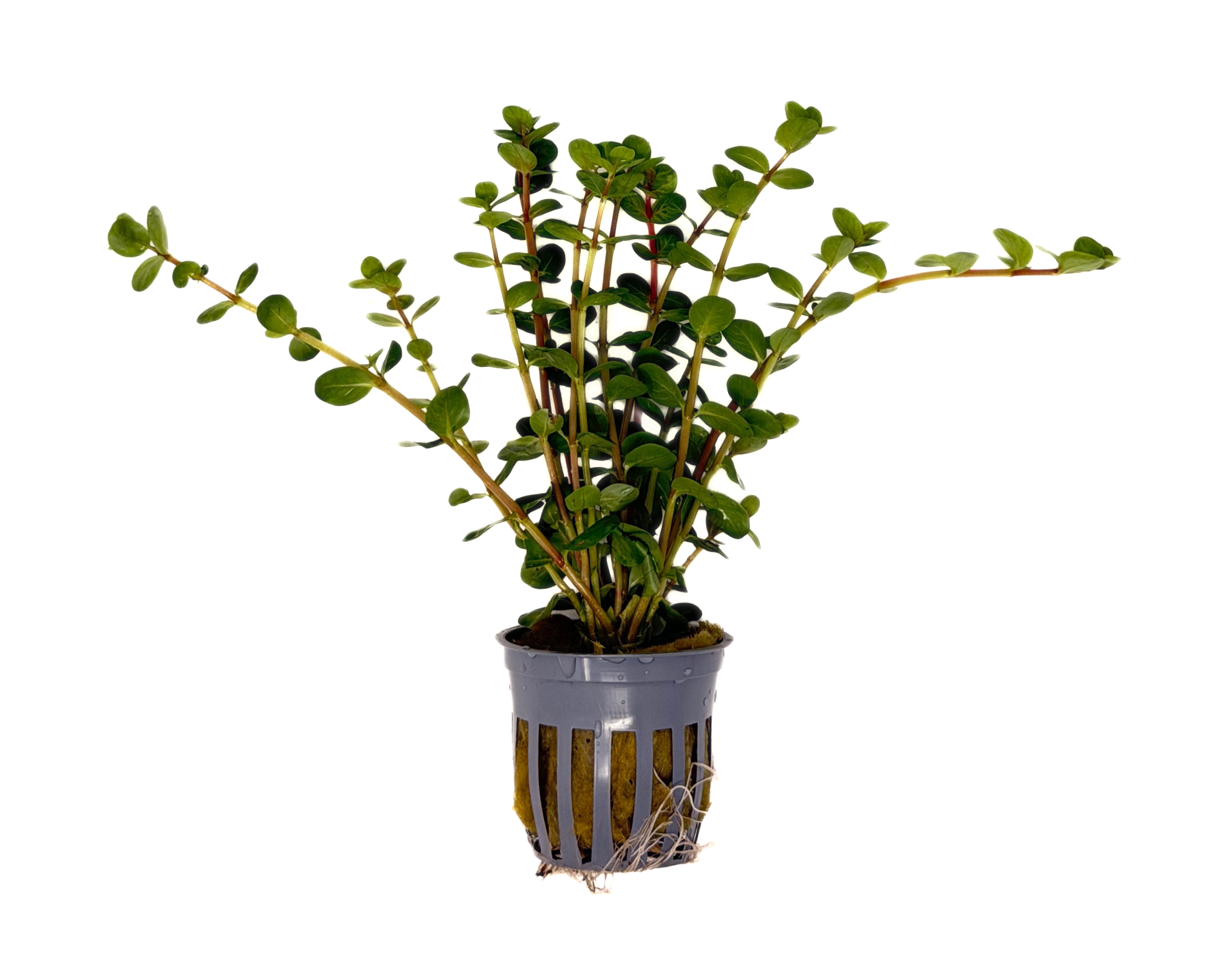 Potted Rotala Red (Rotala indica)