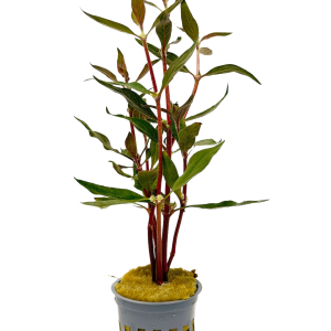 Potted Scarlet Temple (Althernanthera reineckii)