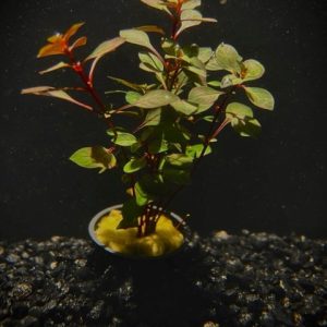 Potted Ludwigia- Super Red Mini (Ludwigia sp. Super Red Mini)