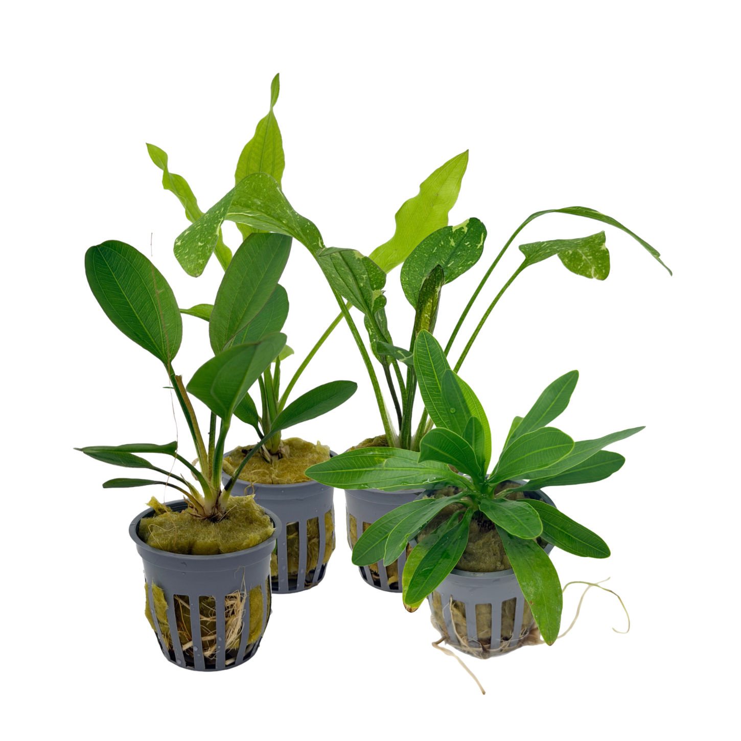 Potted Swords Assorted