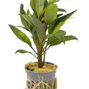 Potted Temple (Hygrophila corymbosa)