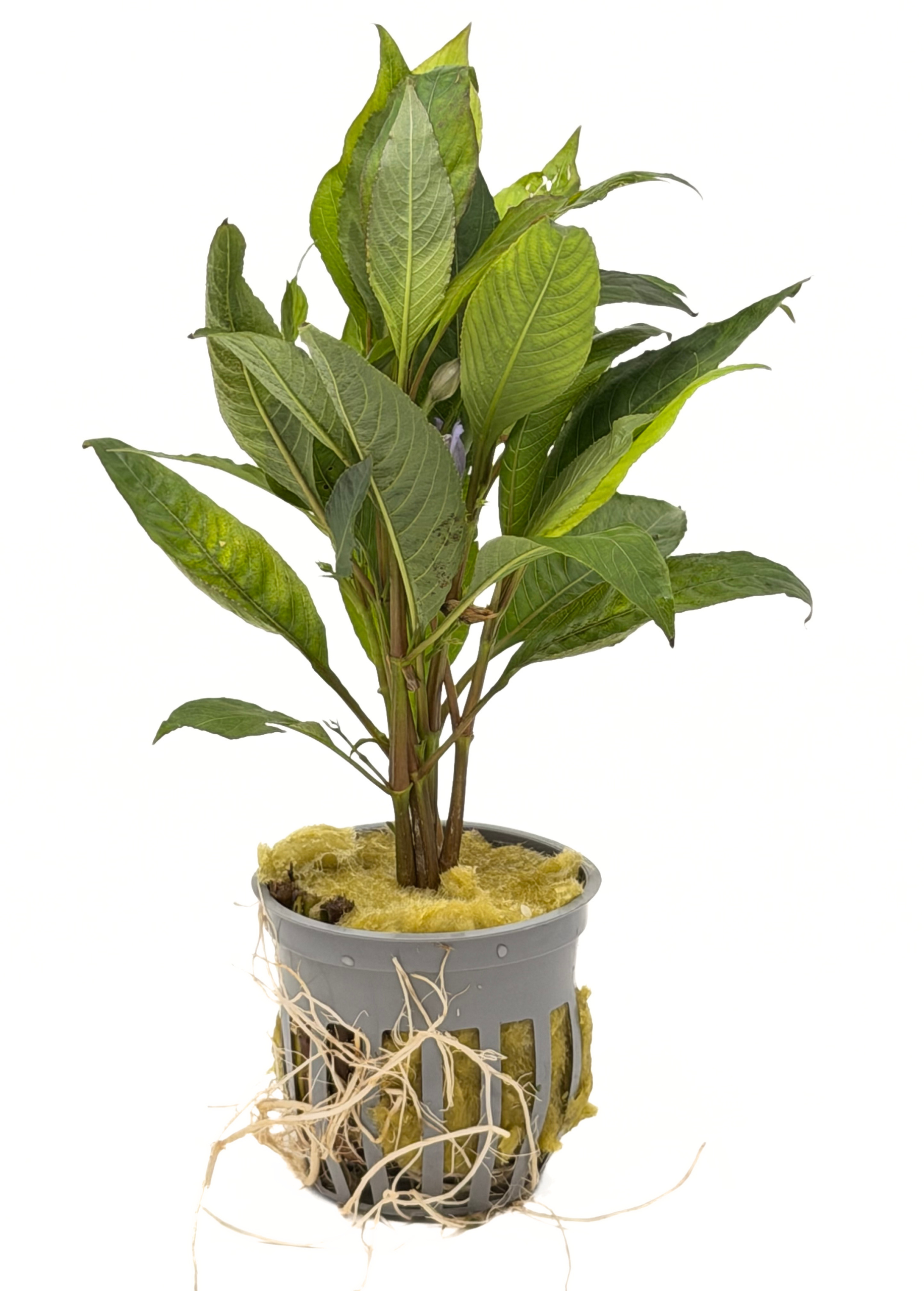 Potted Temple (Hygrophila corymbosa)