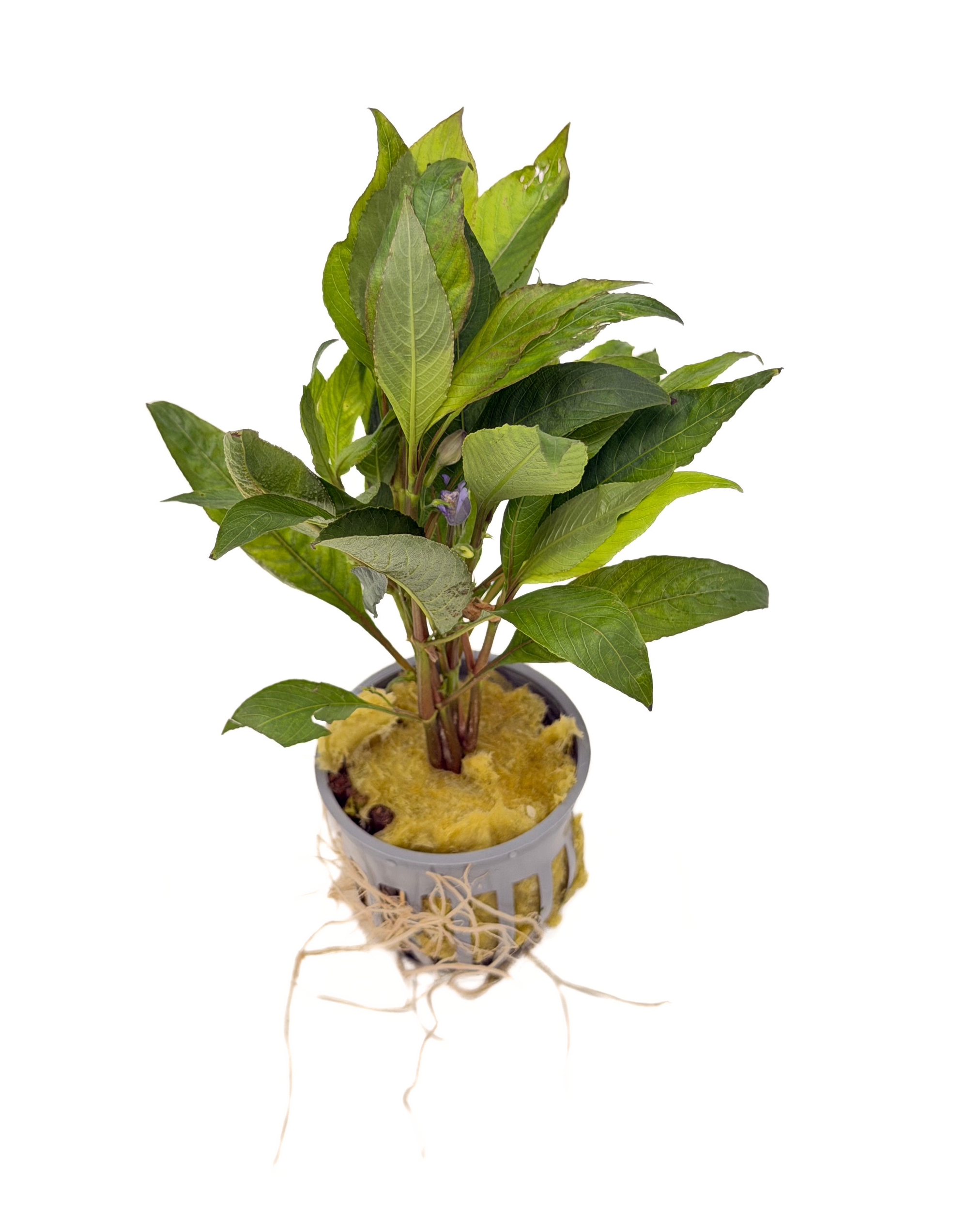 Potted Temple (Hygrophila corymbosa) - Image 2