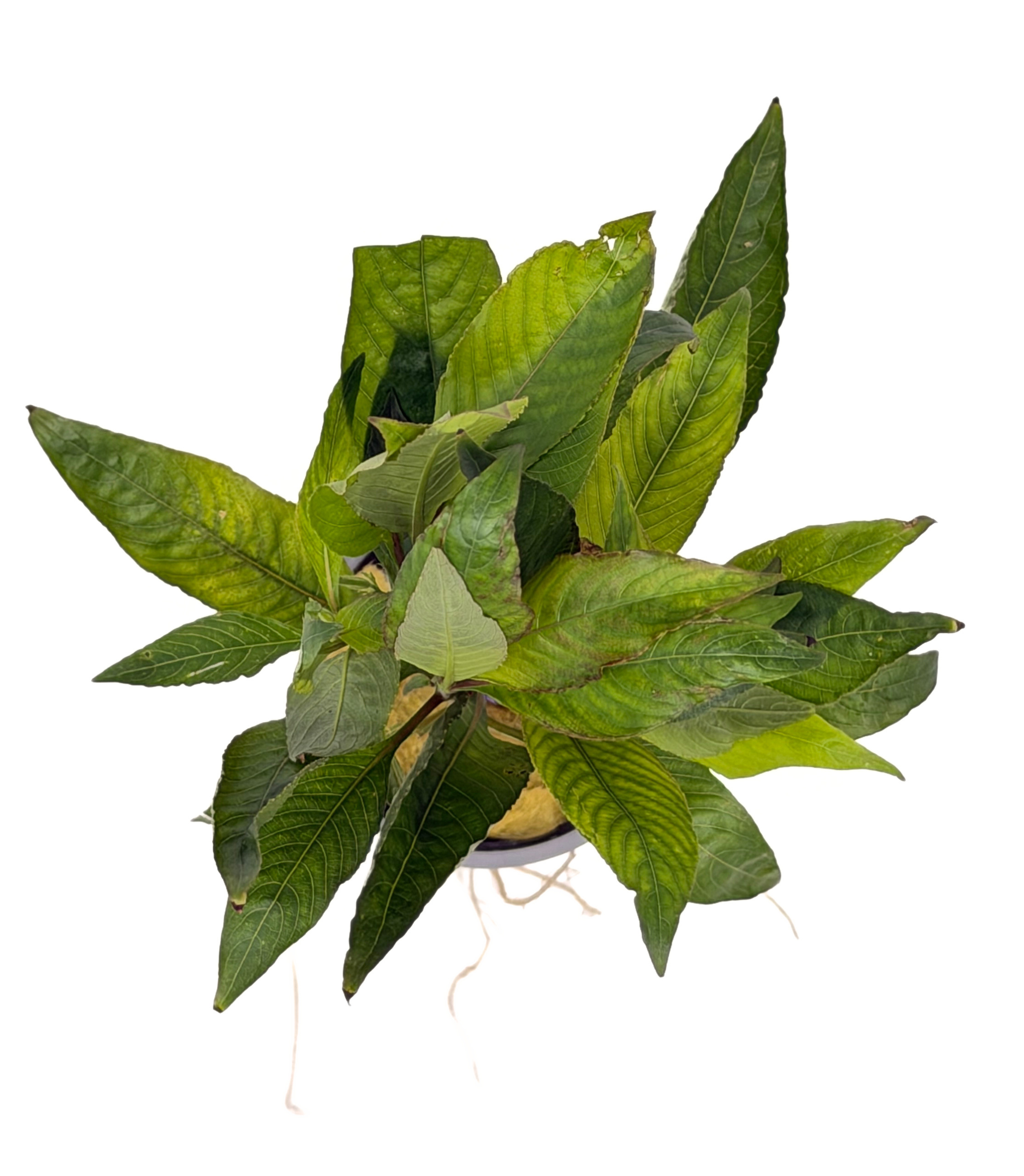 Potted Temple (Hygrophila corymbosa) - Image 3