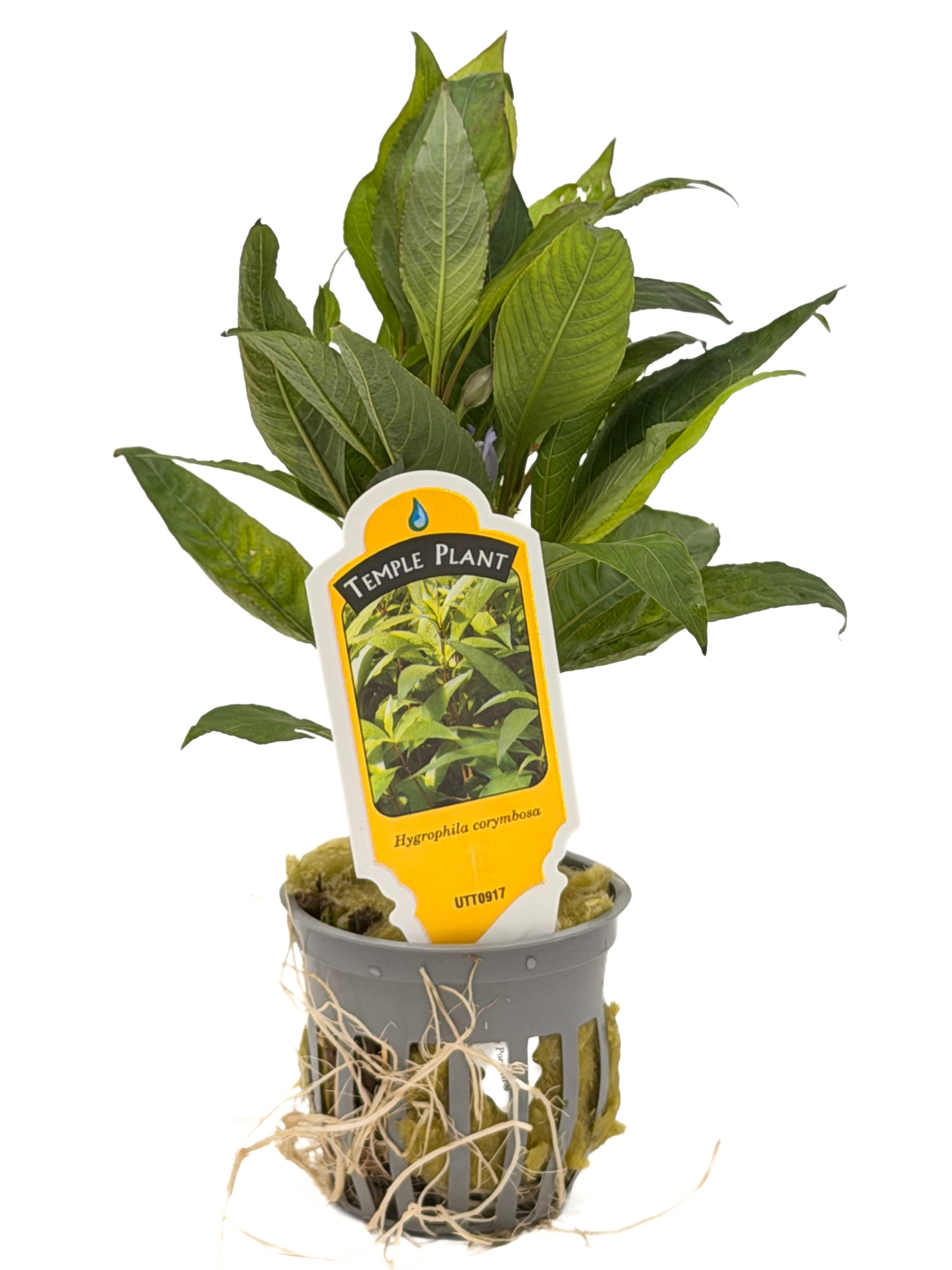 Potted Temple (Hygrophila corymbosa) - Image 4