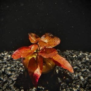 Potted Tiger Lotus (Nymphaea zenkeri)