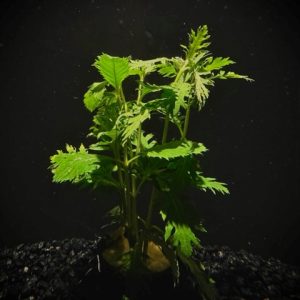 Potted Wisteria (Hygrophila difformis)