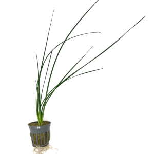 Potted Water Onion Dwarf (Zephyranthes candida)