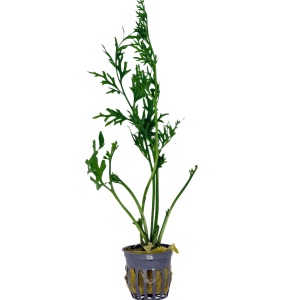 Potted Water Sprite Indian Fern (Ceratopteris thalictroides)