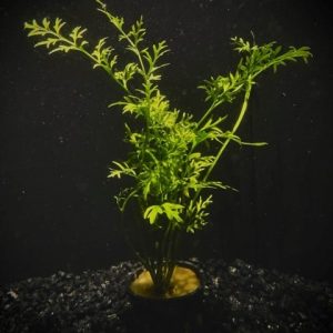 Potted Water Sprite Indian Fern (Ceratopteris thalictroides)