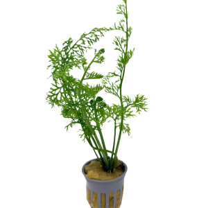 Potted Water Sprite Lace Leaf (Ceratopteris siliqusoa)