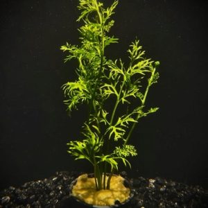 Potted Water Sprite Lace Leaf (Ceratopteris siliqusoa)