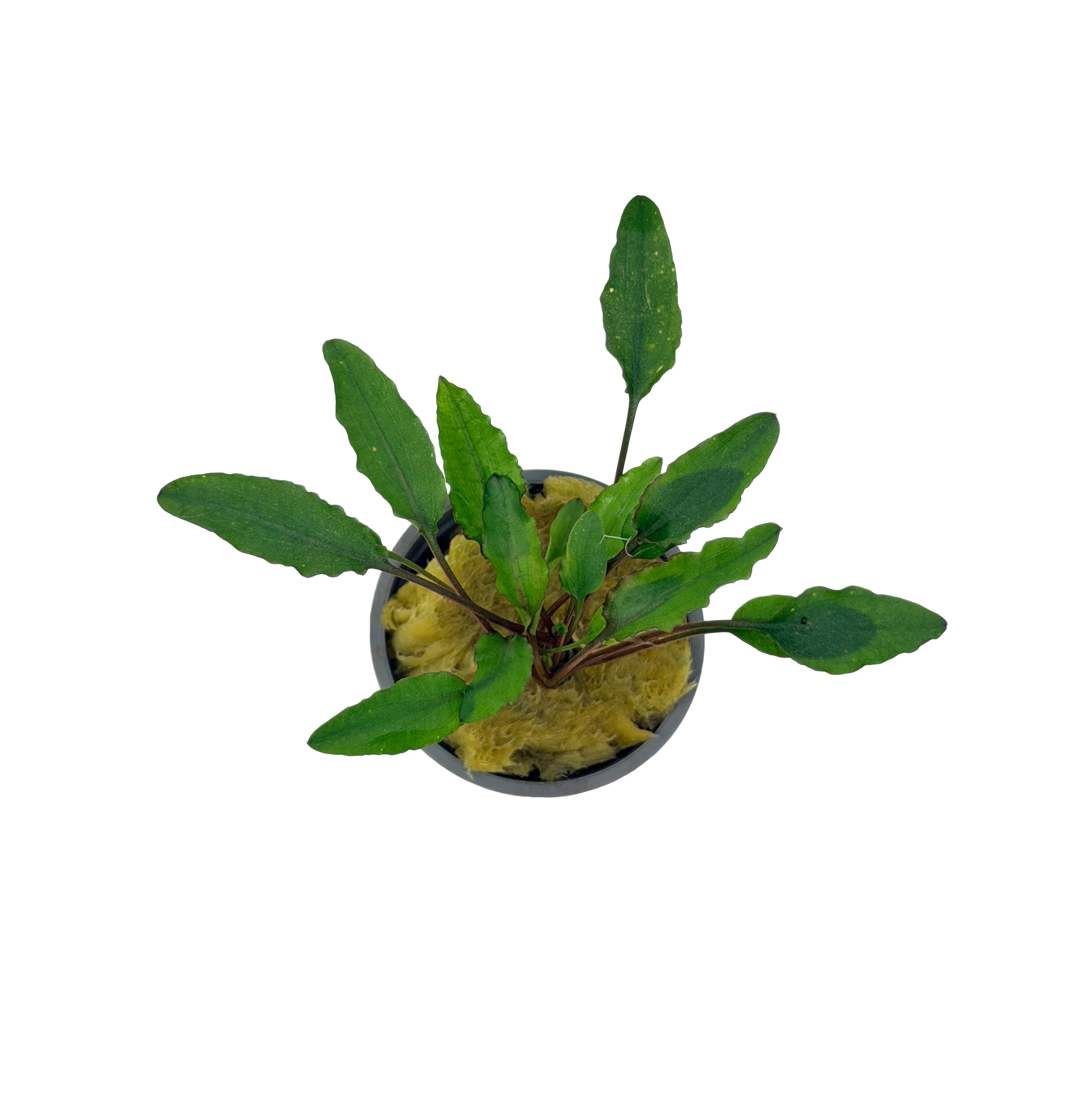 Potted Cryptocoryne Wendtii Green - Image 2