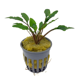 Potted Cryptocoryne Wendtii Green