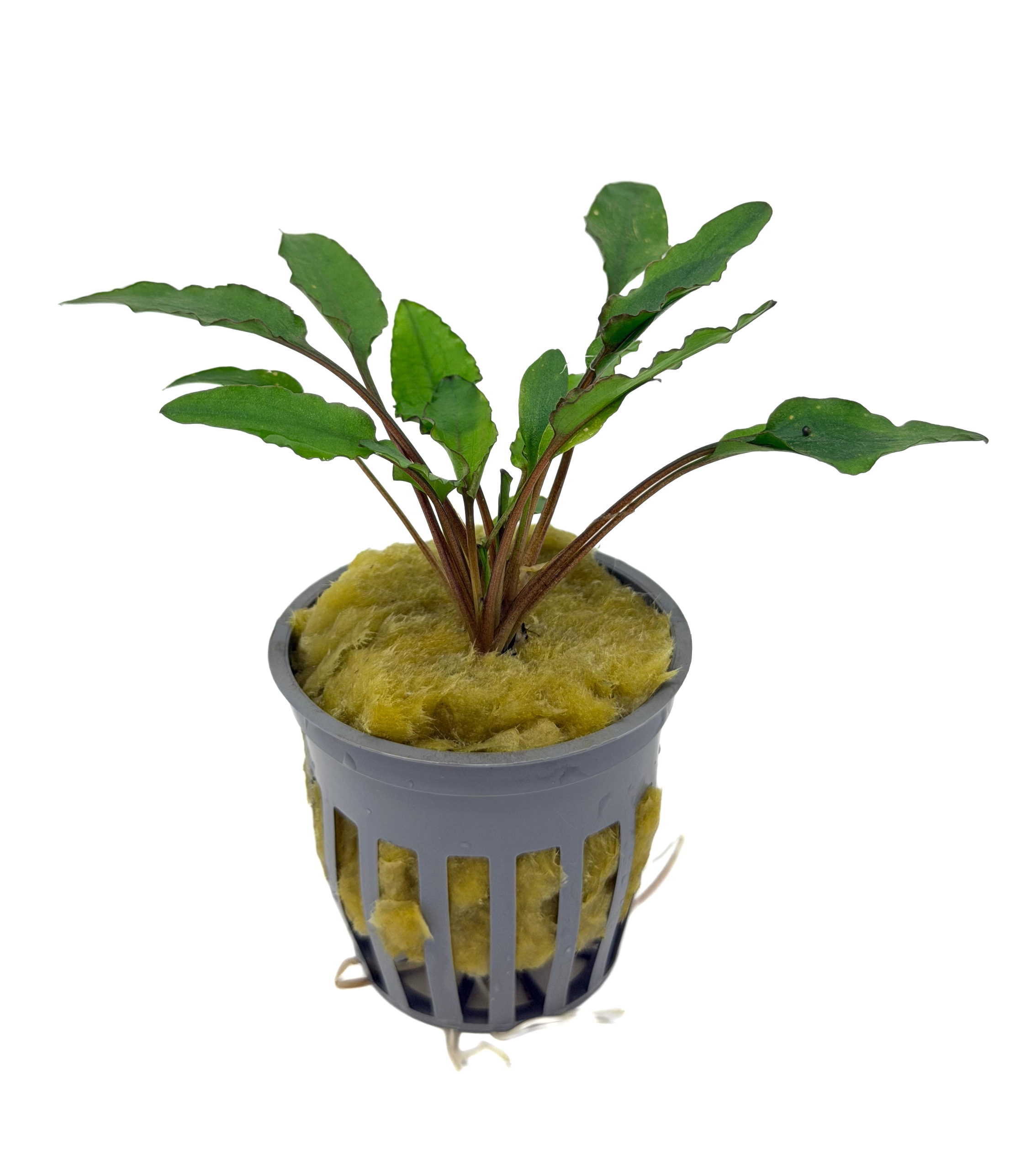 Potted Cryptocoryne Wendtii Green