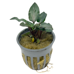 Potted Cryptocoryne Wendtii Red
