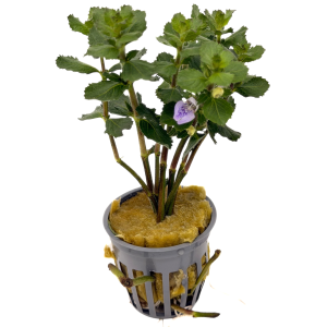 Potted Wisteria (Hygrophila difformis)