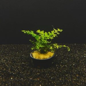 Potted Bolbitis Mini (Bolbitis heteroclita difformis)