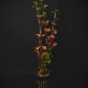 Potted Florida Ruffle (Alternanthera sp)