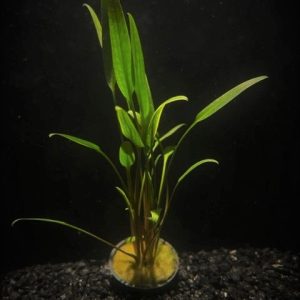 Potted Cryptocoryne Lucens