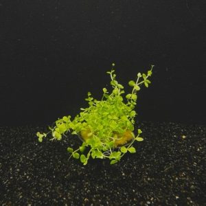 Potted Monte Carlo (Micranthemum tweediei)
