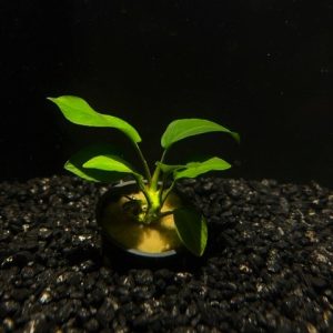 Potted Anubias Nana