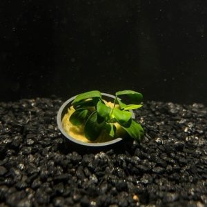 Potted Anubias Nana Petite