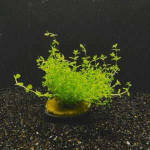 Potted Pearl Weed (Micranthemum micranthemoides)