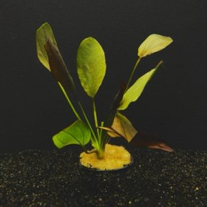 Potted Red Melon Sword (Echinodorus barthii)