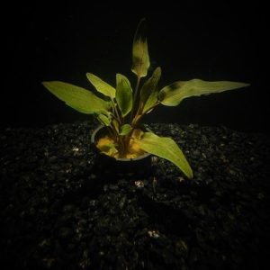 Potted Cryptocoryne Wendtii Red
