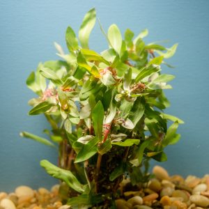 Ammania Senegalensis