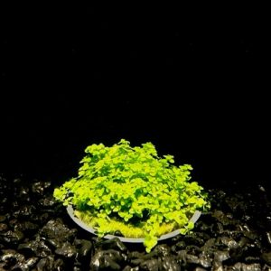 Potted Dwarf Baby Tears (Hemianthus callitrichoides)
