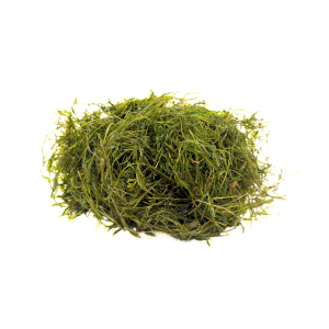 Guppy Grass (Najas guadalupensis)