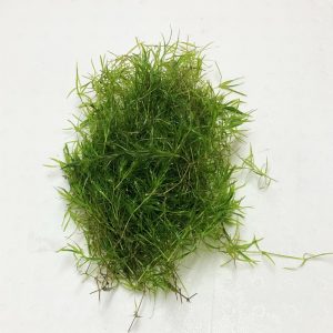 Guppy Grass (Najas guadalupensis)