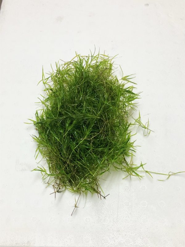 Guppy Grass (Najas guadalupensis)