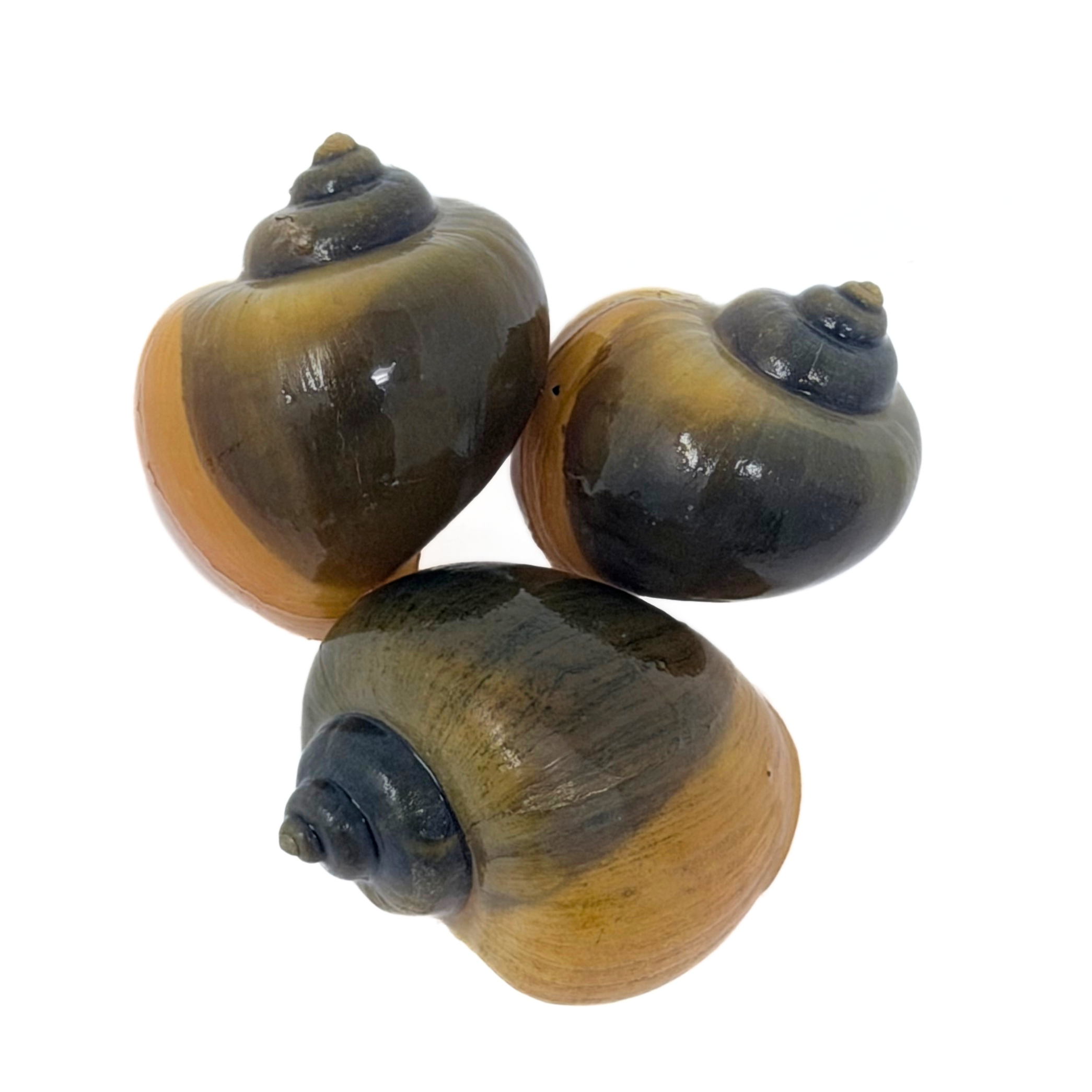 Jade Mystery Snail (Pomacea bridgesii)
