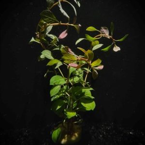 Potted Ludwigia- Red (Ludwigia repens)