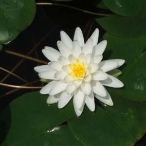 Perry's Double White