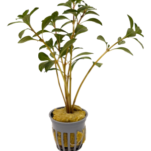 Potted Ludwigia- Red (Ludwigia repens)