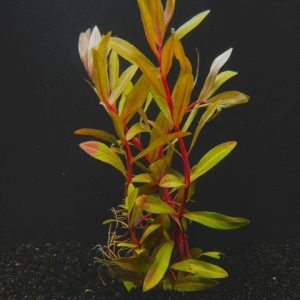 Nesaea Golden (Nesaea pedicellata Gold)