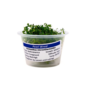 Pearl Weed (Micranthemum micranthemoides) 4 oz Portion Cup