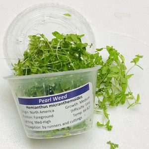 Pearl Weed (Micranthemum micranthemoides) 4 oz Portion Cup
