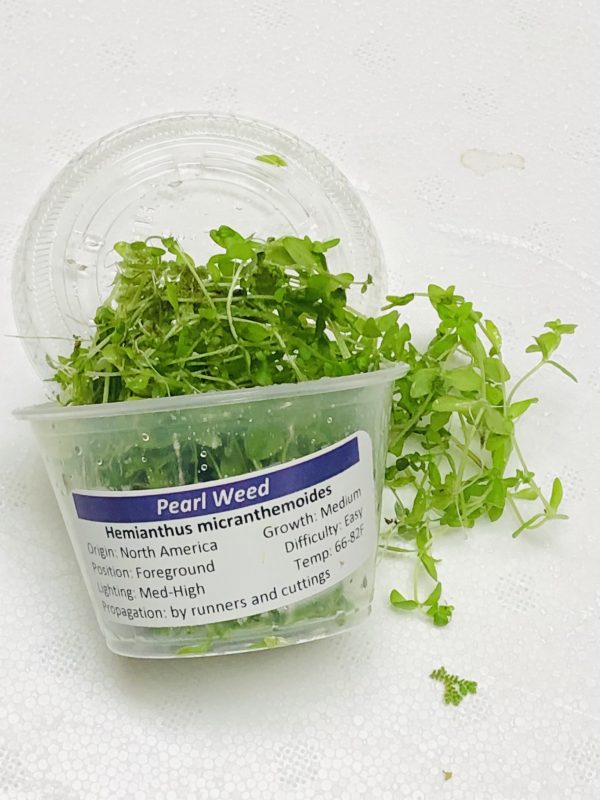 Pearl Weed (Micranthemum micranthemoides) 4 oz Portion Cup